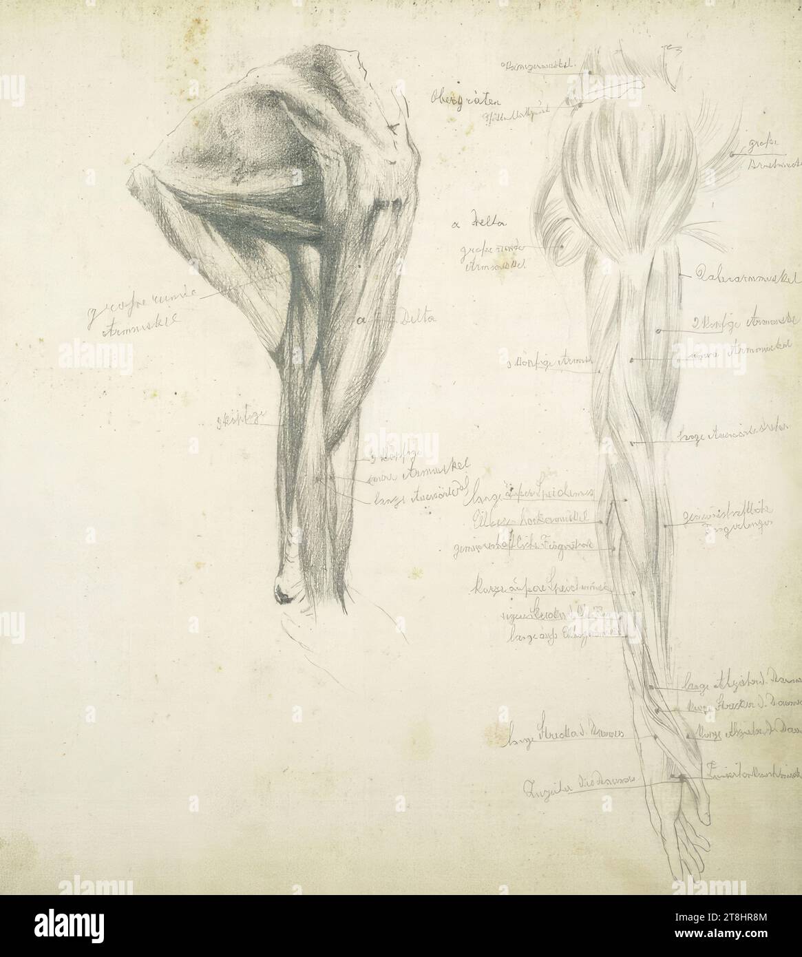 Anatomische Studien, Muskeln des Ober- und Unterarms, Skizzenbuch Hörmann Theodor von; 27 Seiten, Theodor von Hörmann, Imst 1840 - 1895 Graz, Zeichnung, Bleistift, Blatt: 22,4 cm x 24 cm Stockfoto