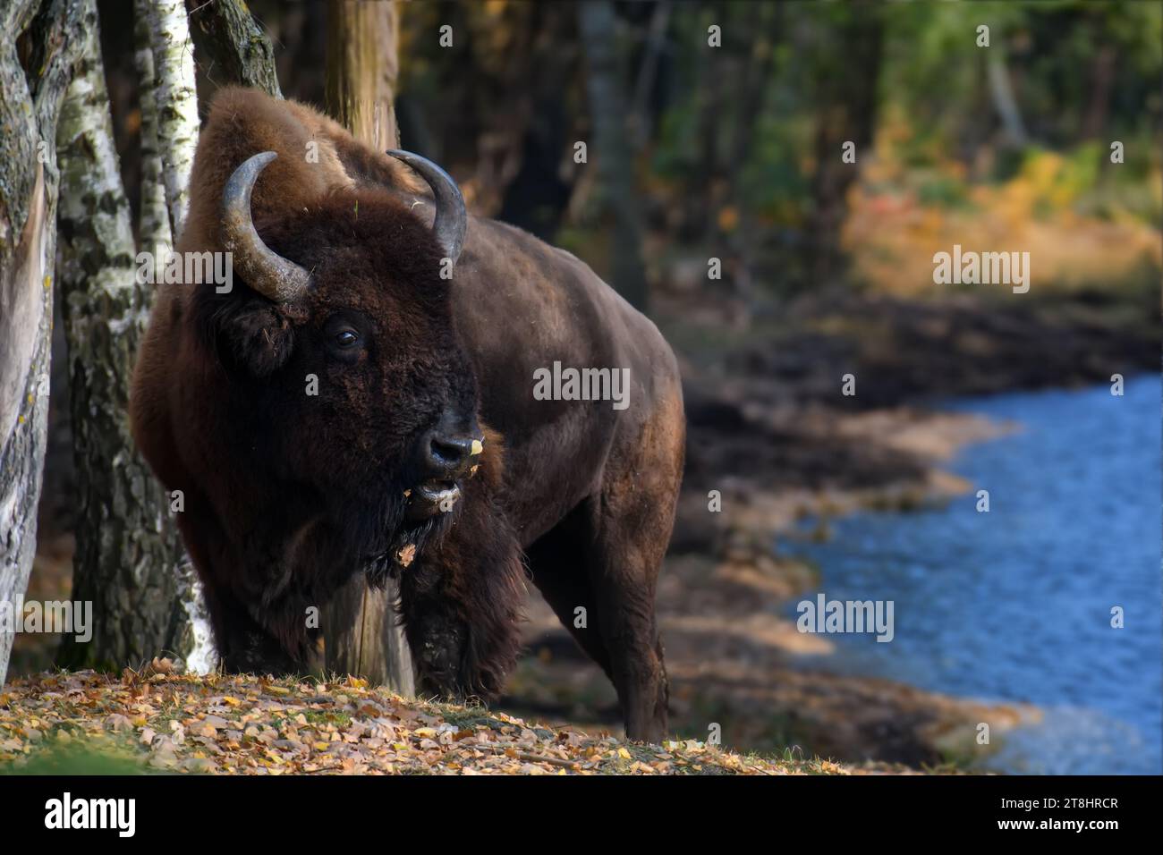 Wilder ausgewachsener Bison im Herbstwald. Wildtierszene aus der Natur des Frühlings. Wildes Tier im natürlichen Lebensraum Stockfoto