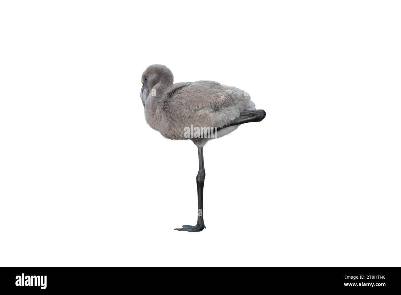 Kleiner Flamingo auf weißem Hintergrund Stockfoto Kleiner Flamingo auf weißem Hintergrund Stockfoto