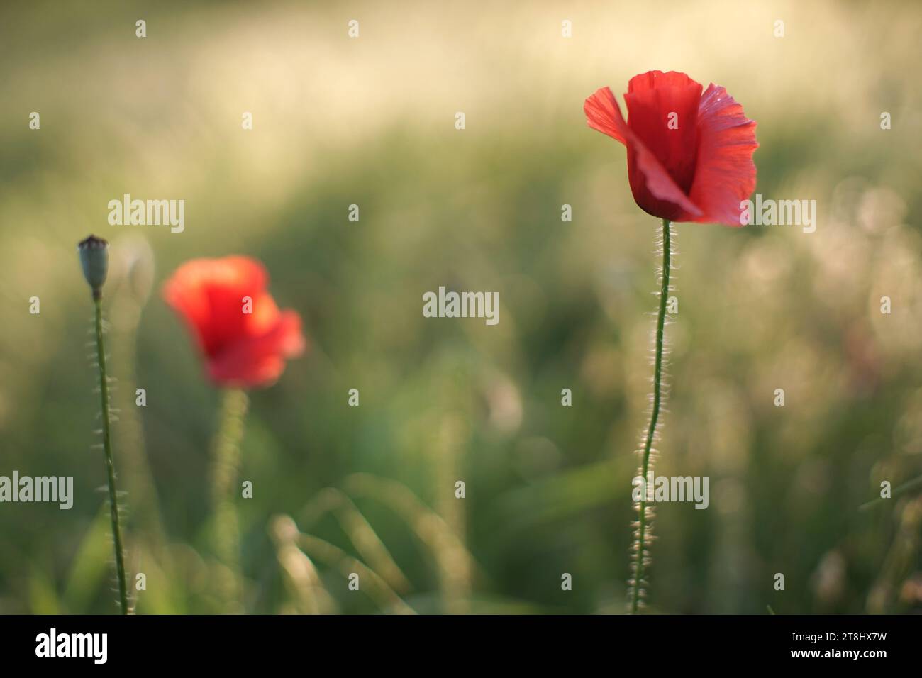 Rote Mohnblumen wachsen in saftig grünen Grasfeld. Stockfoto