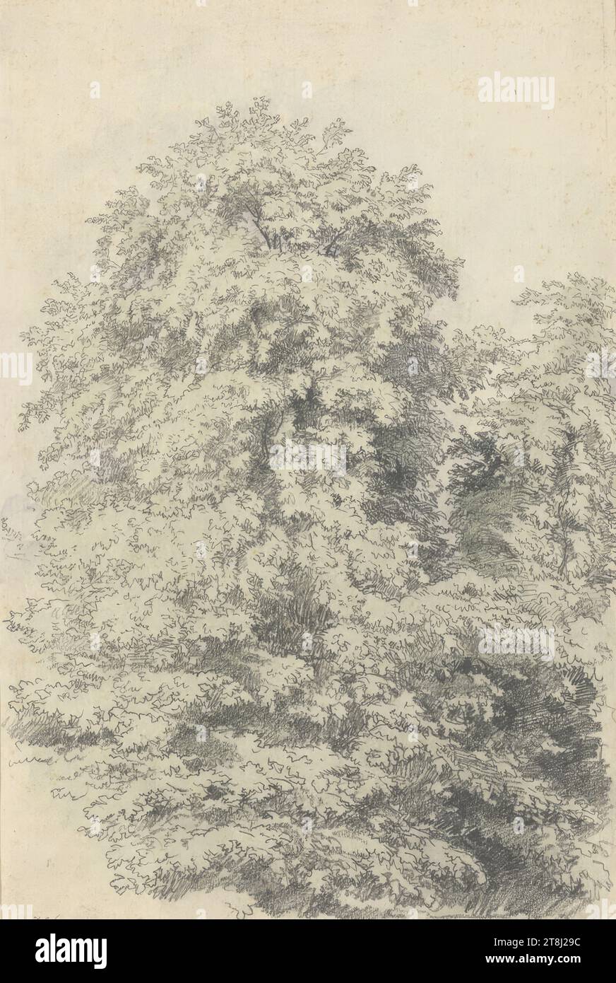 Baumstudie, Emil Jakob Schindler, Wien 1842 - 1892 Westerland, Sylt, Zeichnung, Bleistift, Aquarell, laut Cahier: 24,5 x 16,1 cm, rechts. "29059, Österreich Stockfoto