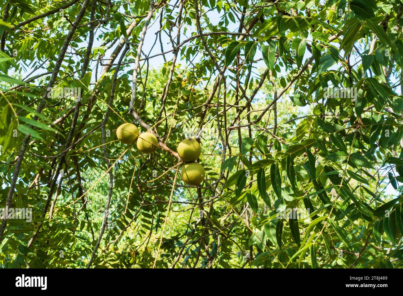Eine Gruppe von wachsenden schwarzen Walnüssen im ostamerikanischen Schwarzwalnussbaum Juglans nigra, Ende Juli. Kansas, USA. Stockfoto