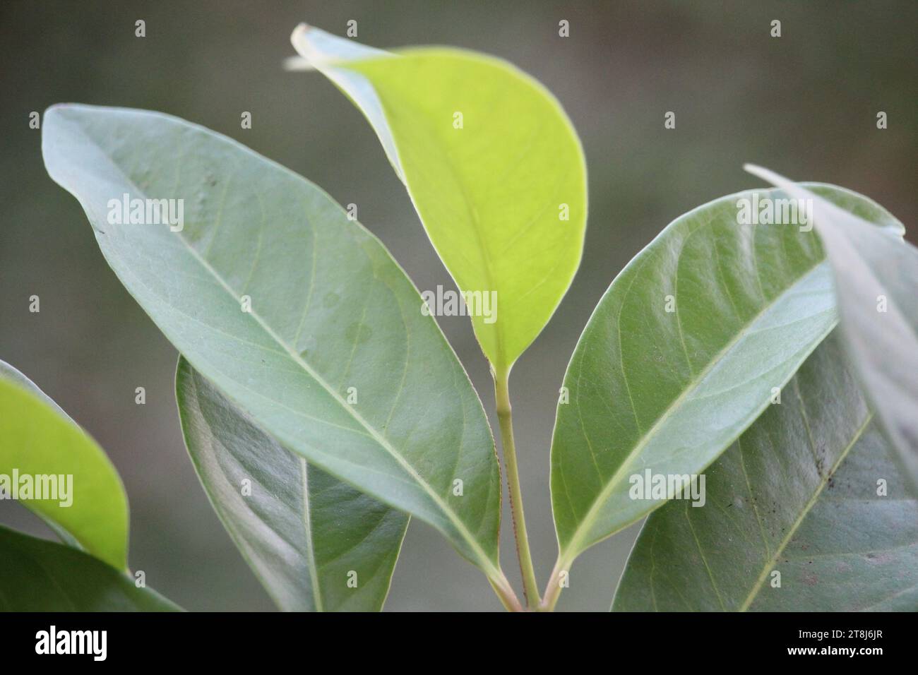 Lorbeerblätter oder indonesische Lorbeerblätter oder indonesische Lorbeerblätter oder Syzygium polyanthum-Blätter eignen sich zum Würzen von Lebensmitteln und zur Kräutermedizin Stockfoto