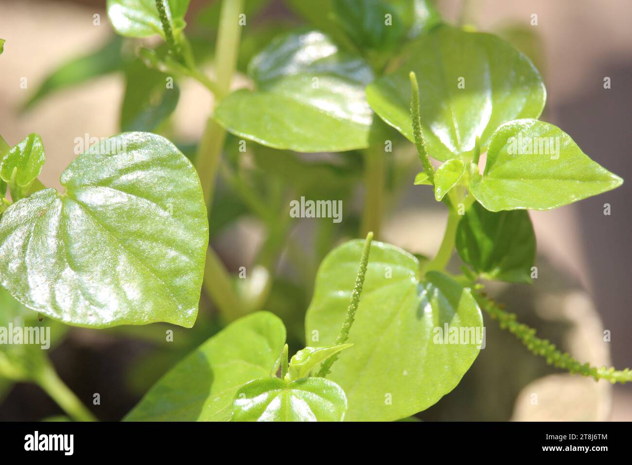 Chinesische Betelblätter oder Peperomia pellucida Blätter haben Krebs- und entzündungshemmende Mittel, die gut für die Gesundheit sind Stockfoto