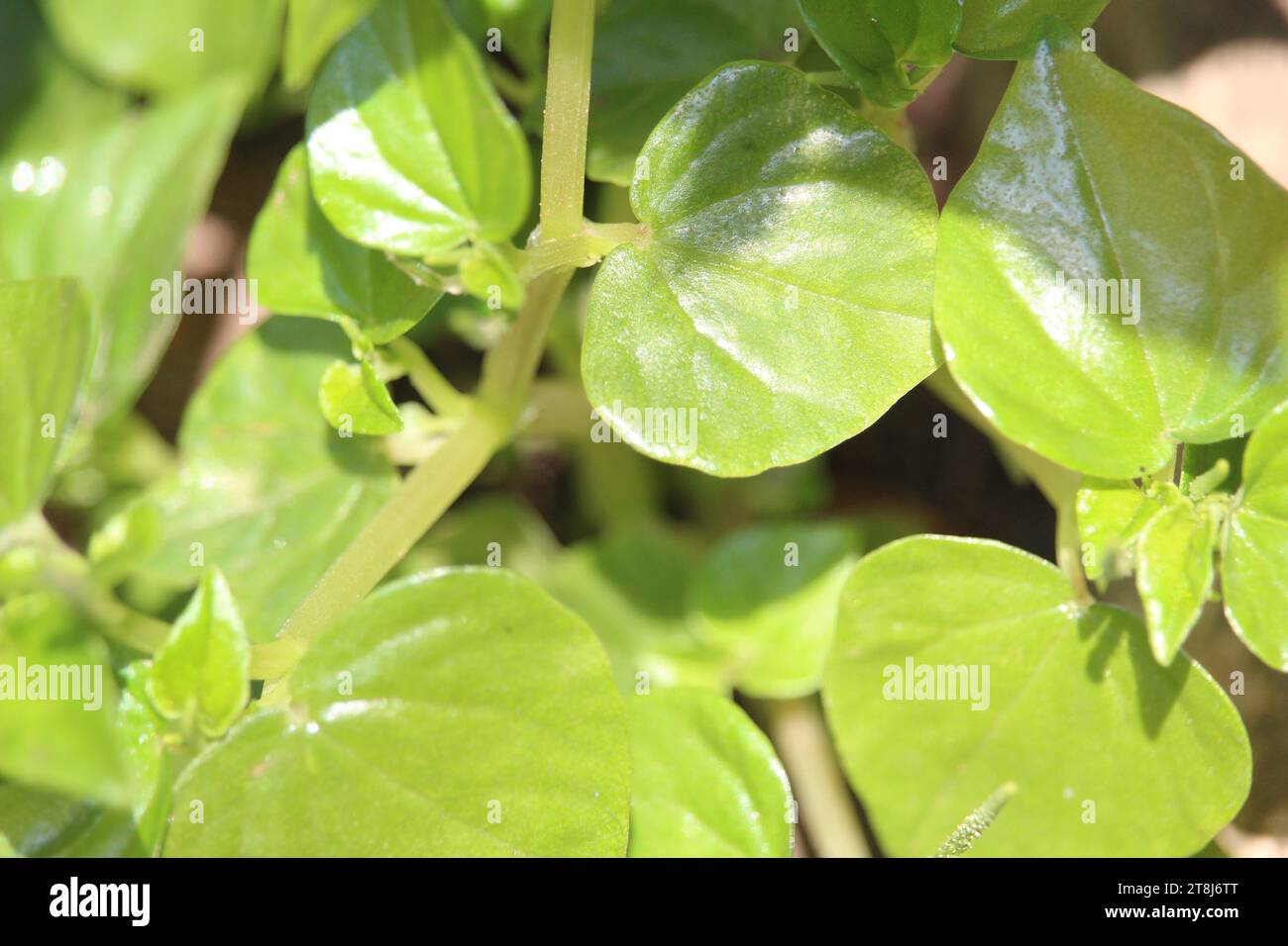 Chinesische Betelblätter oder Peperomia pellucida Blätter haben Krebs- und entzündungshemmende Mittel, die gut für die Gesundheit sind Stockfoto