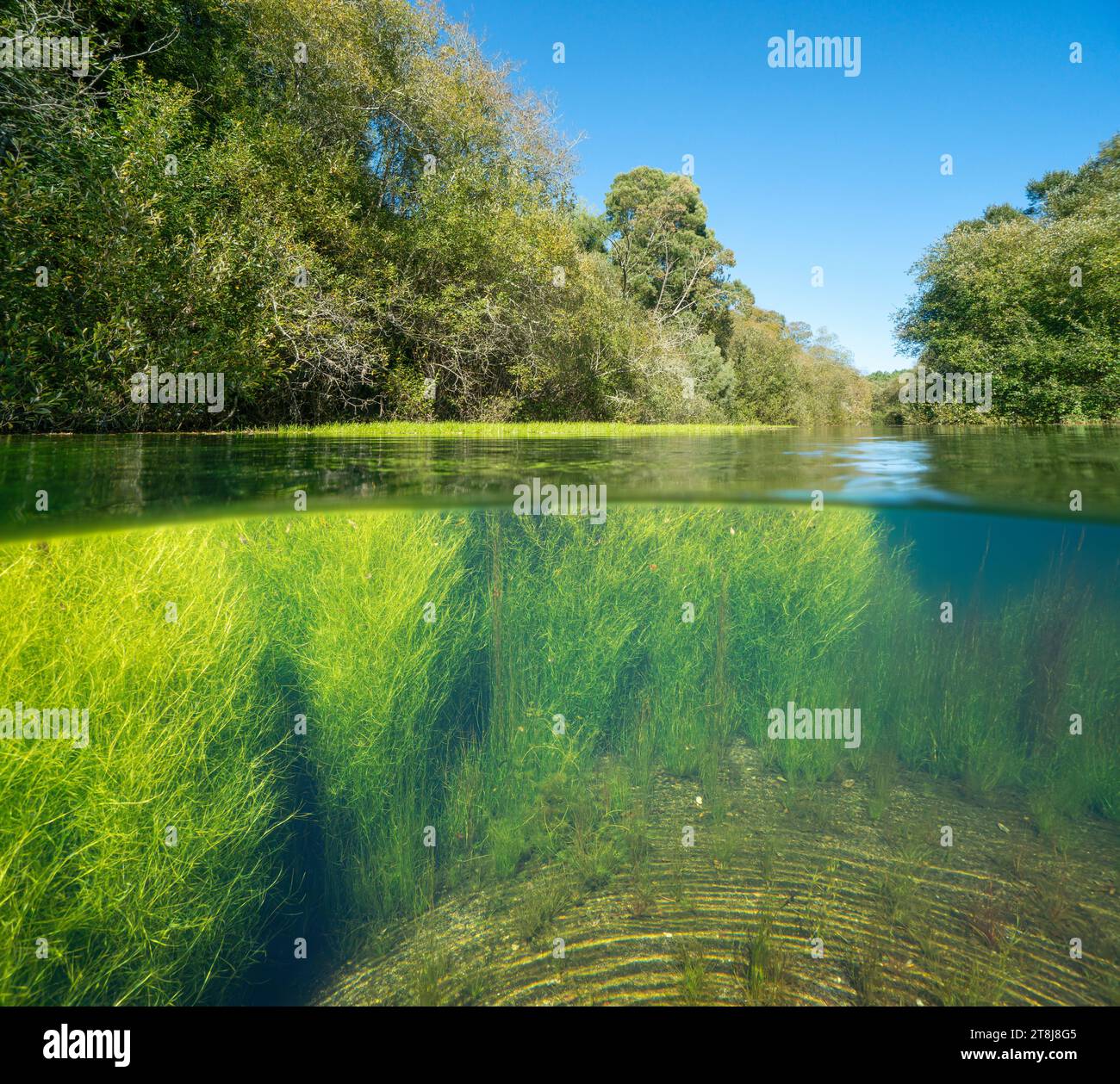 Fluss mit Bäumen und Wasserpflanzen ( Ranunculus fluitans), Flusslandschaft über und unter der Wasseroberfläche, geteilte Ebene, Naturszene, Spanien, Galicien Stockfoto