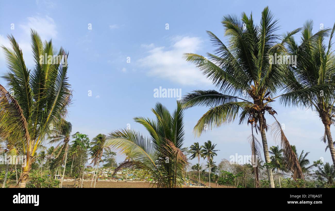 Kokosnussblätter, die vom Wind geweht werden Stockfoto