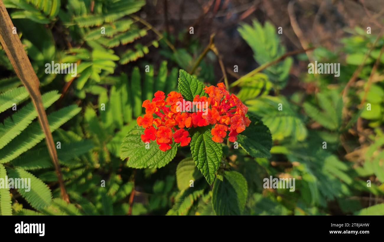 Orange Lantana Camara Blumen blühen Stockfoto