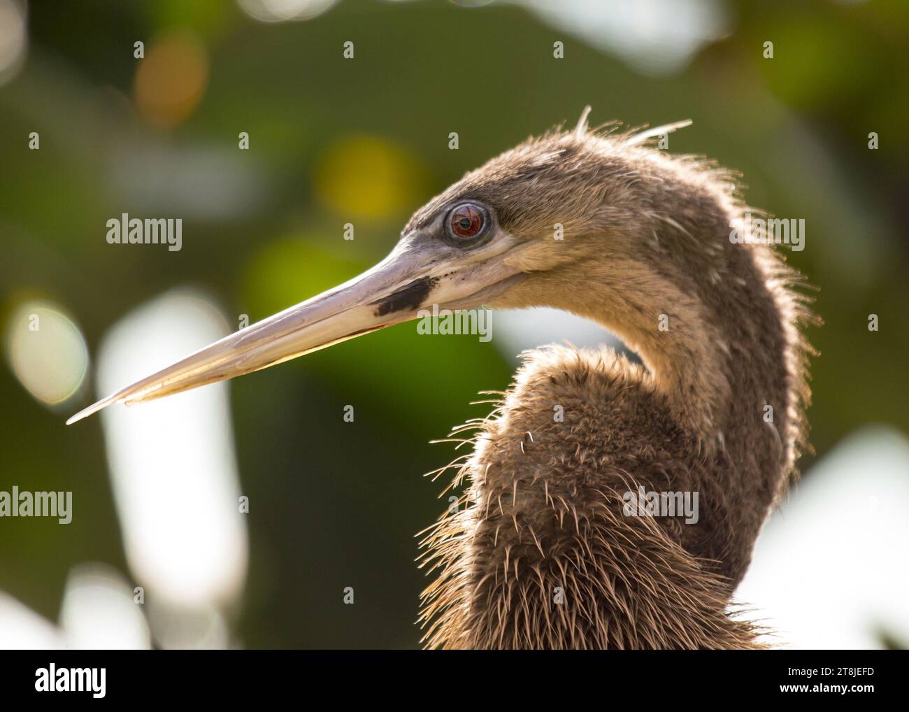 Ein atemberaubender Anhinga, auch bekannt als wasserpute, steht majestätisch auf einem Ast, mit seinem langen, schlangenartigen Hals und seinem charakteristischen Gefieder, das seine Aquik reflektiert Stockfoto