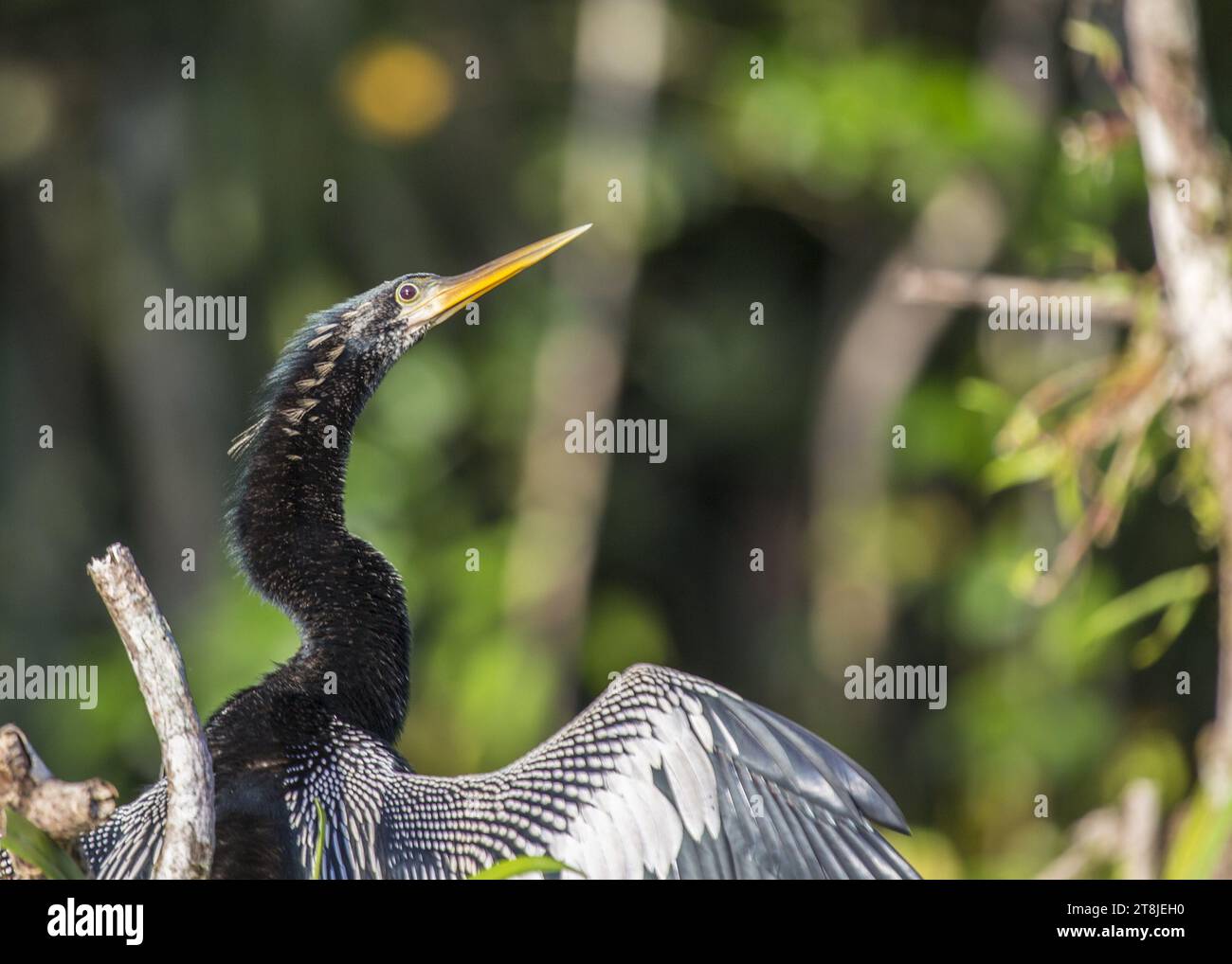 Ein atemberaubender Anhinga, auch bekannt als wasserpute, steht majestätisch auf einem Ast, mit seinem langen, schlangenartigen Hals und seinem charakteristischen Gefieder, das seine Aquik reflektiert Stockfoto