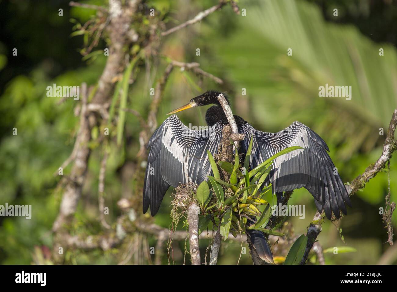 Ein atemberaubender Anhinga, auch bekannt als wasserpute, steht majestätisch auf einem Ast, mit seinem langen, schlangenartigen Hals und seinem charakteristischen Gefieder, das seine Aquik reflektiert Stockfoto