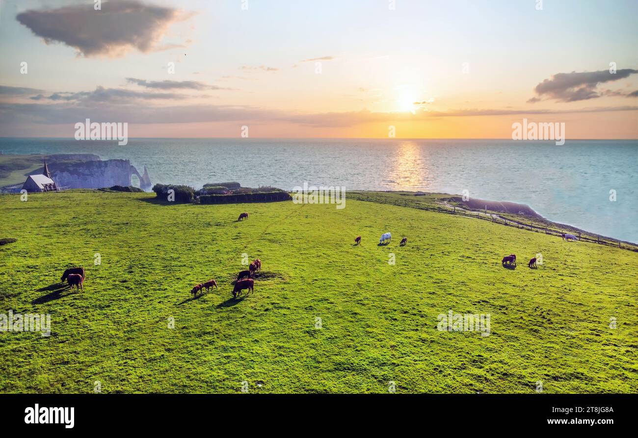 Fantastischer Blick auf die Drohne mit idyllischem Blick auf Kühe weiden auf der wunderschönen grünen Wiese neben der normandischen Küste bei rosa Sonnenuntergang Stockfoto