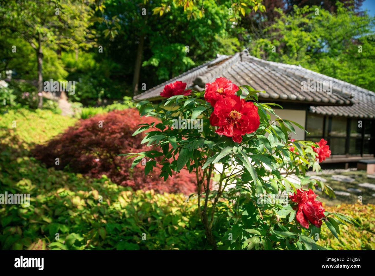 Fantastische rote Pfingstrosen neben dem Teehaus im japanischen Garten Kaiserslautern. Rechts roter Ahorn (japanische Karte[le) mit sezierten Blättern. In Distanzvisi Stockfoto