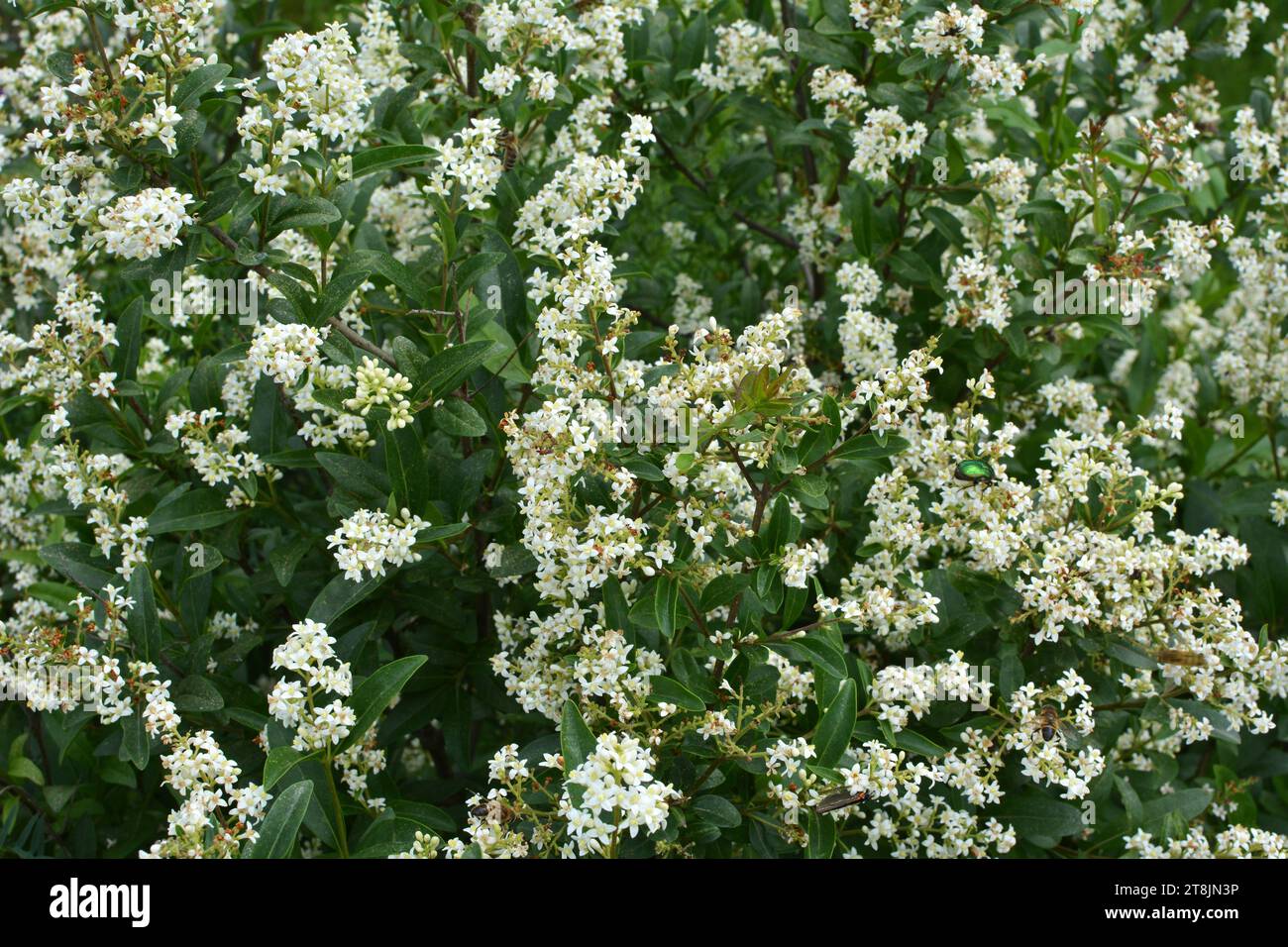 Im Frühjahr blüht der gewöhnliche ligustrum vulgare in freier Wildbahn Stockfoto