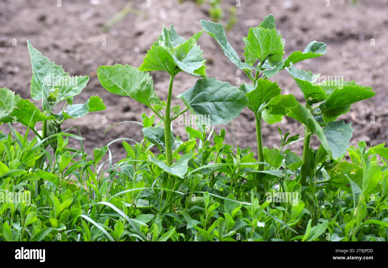 Im Frühjahr wächst im Garten die essbare Pflanzenkorre (Atriplex hortensis) Stockfoto