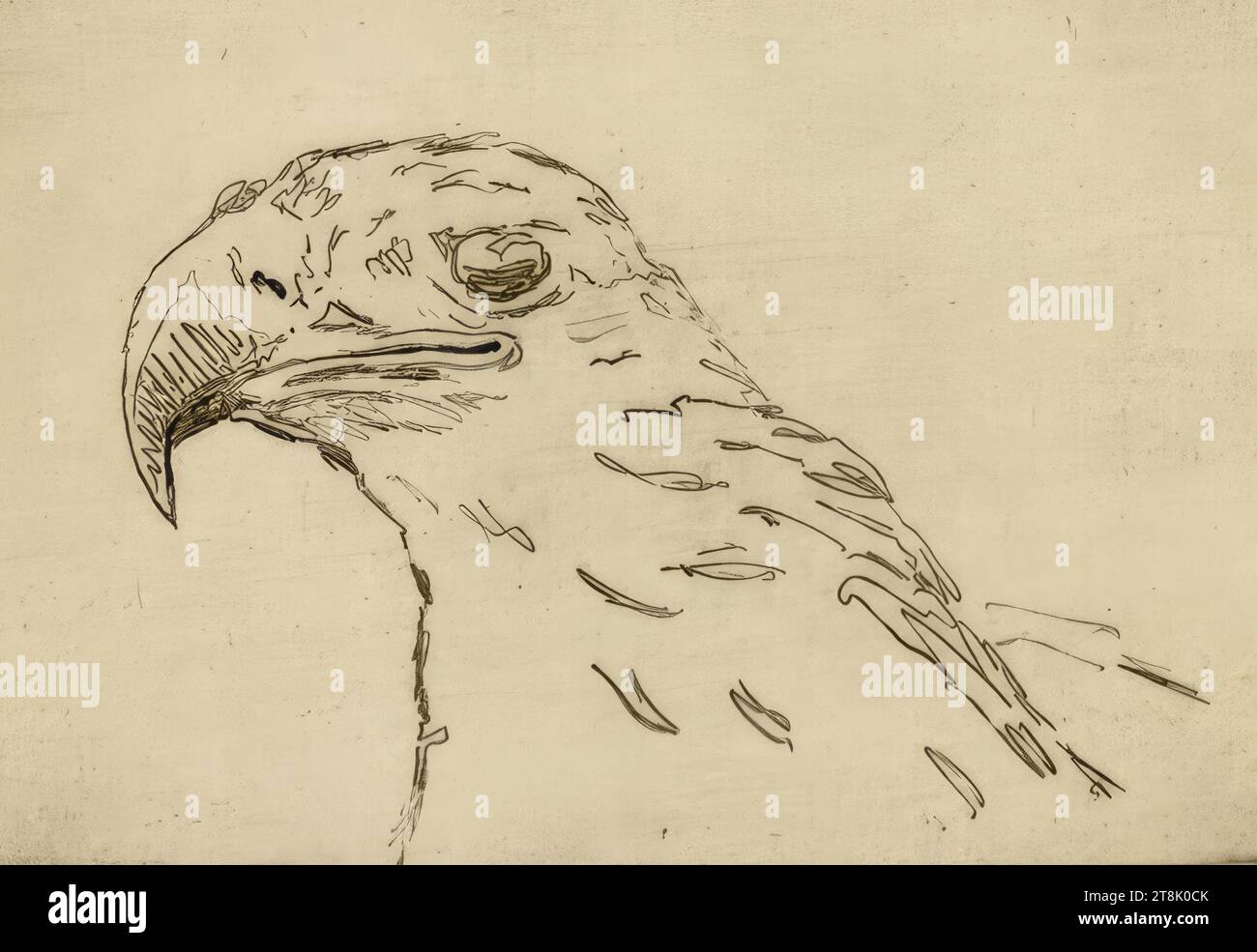 Adler, op. 151, Carl Anton Reichel, Wels 1874 - 1944 Wien, 1915, Druck, Ätzung, Platte: 13,5 x 19,5 cm, l.l. 'K. PR.'; r.u. 'OP. 151, Österreich Stockfoto