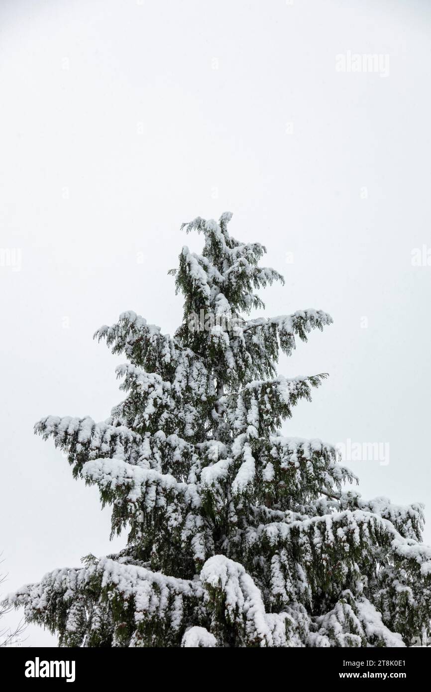 Schneebedeckter immergrüner Baum Stockfoto