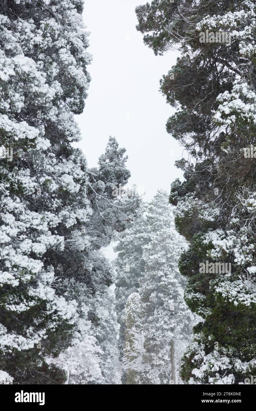 Schneebedeckte immergrüne Bäume Stockfoto