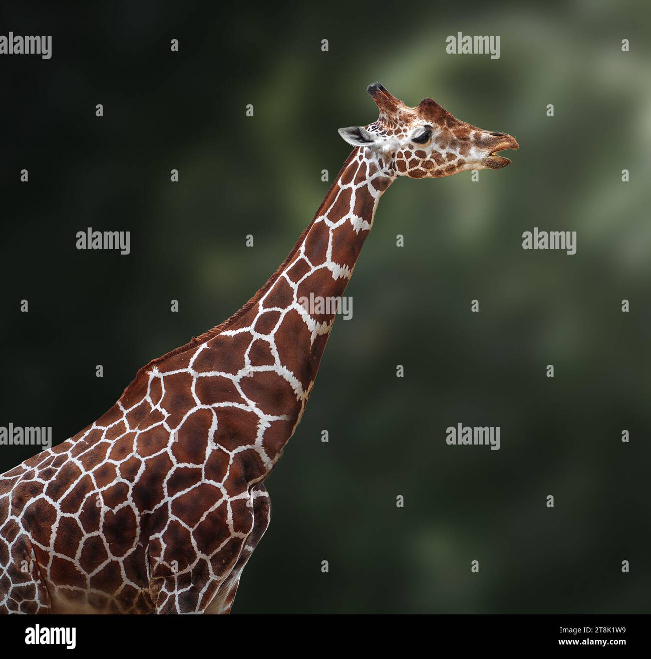 Hals und Kopf aus vernetzter Giraffe (giraffa reticulata) Stockfoto
