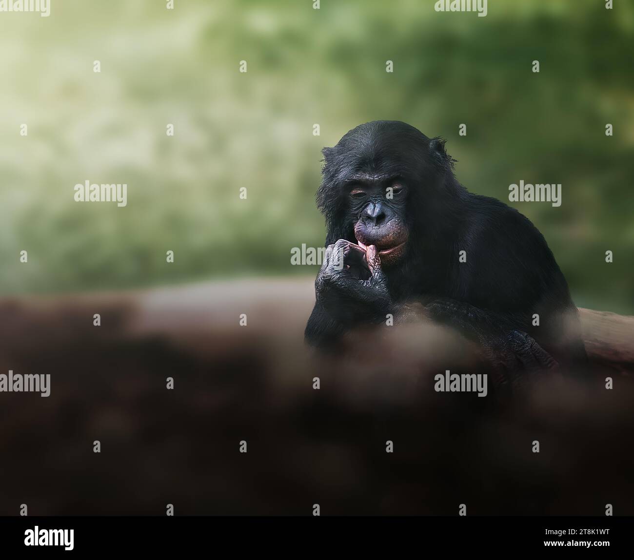 Reflexiver Bonobo Ape (Pan paniscus) Stockfoto