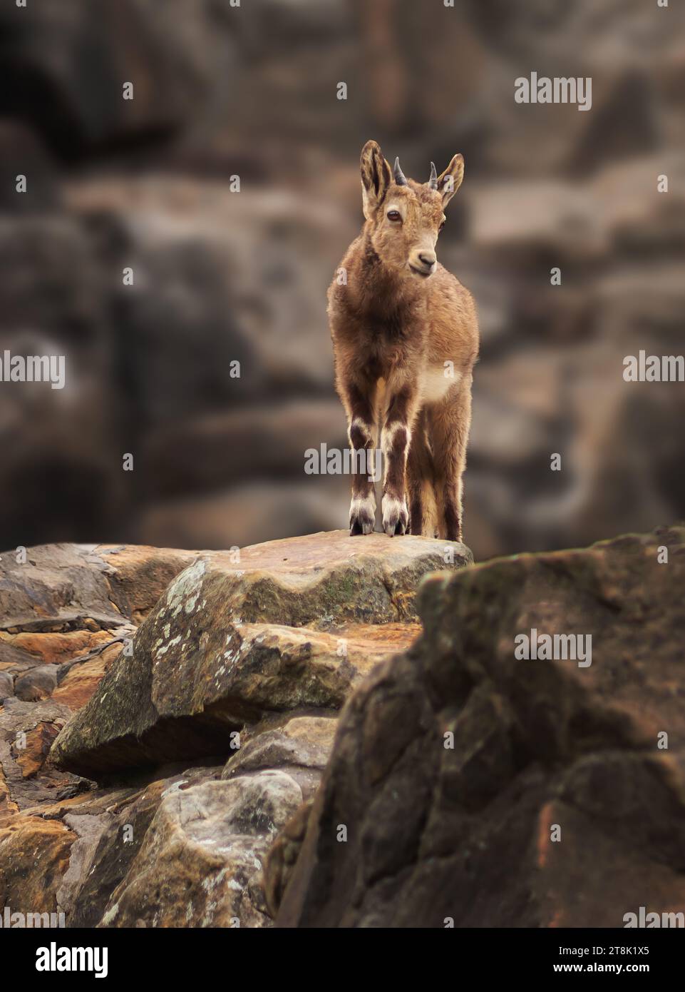 Junger sibirischer Steinbock (capra sibirica) Stockfoto