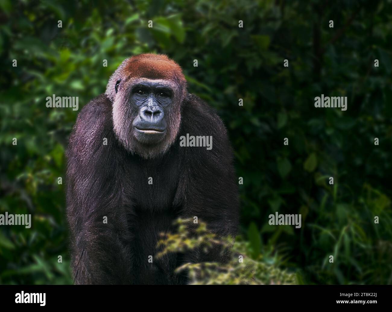 Flachlandgorilla (Gorilla Gorilla Gorilla) Stockfoto