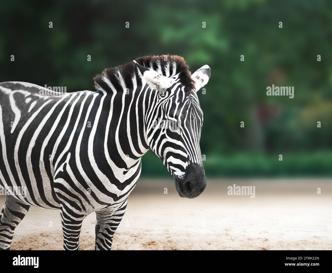 Grants Zebra (equus quagga boehmi) Stockfoto