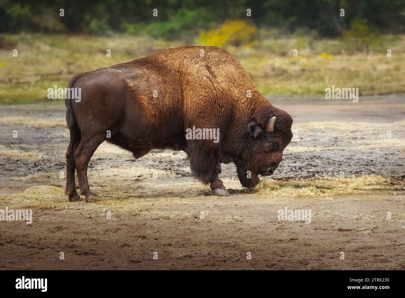 Wunderschöner amerikanischer Bison (Bison Bison) Stockfoto