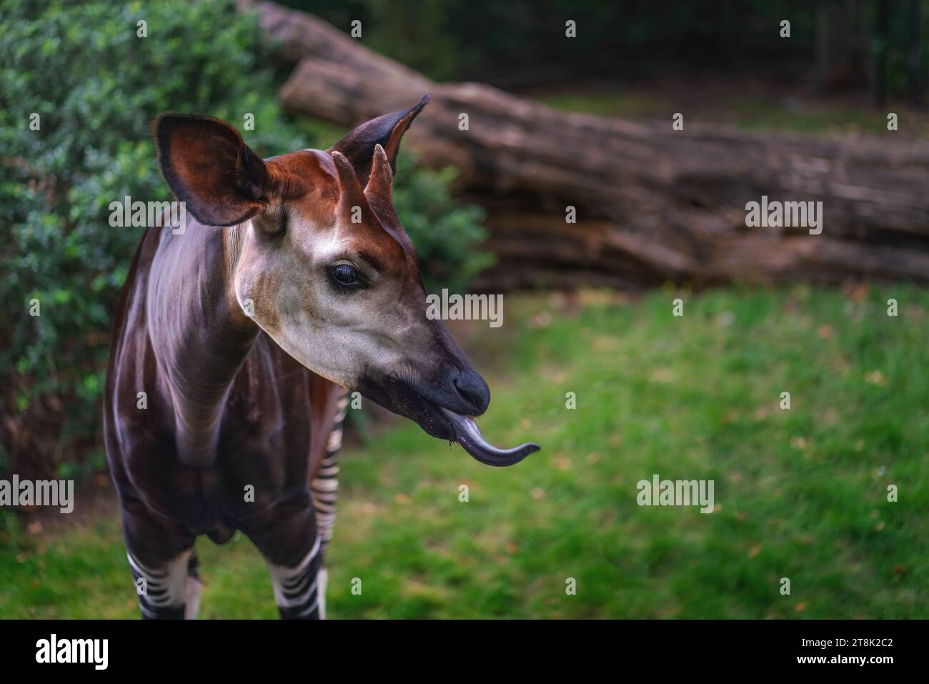 Okapi mit blauer Zunge (Okapia johnstoni) Stockfoto