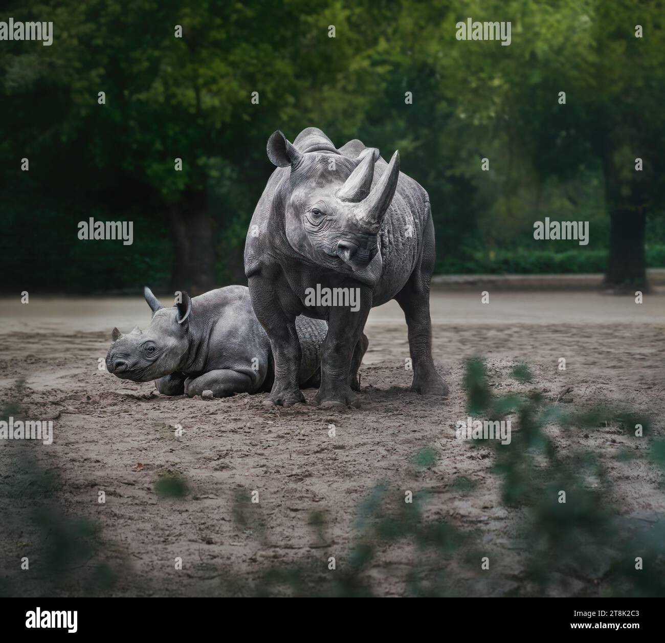 Schwarzes Rhinozeros Paar (diceros bicornis) Stockfoto
