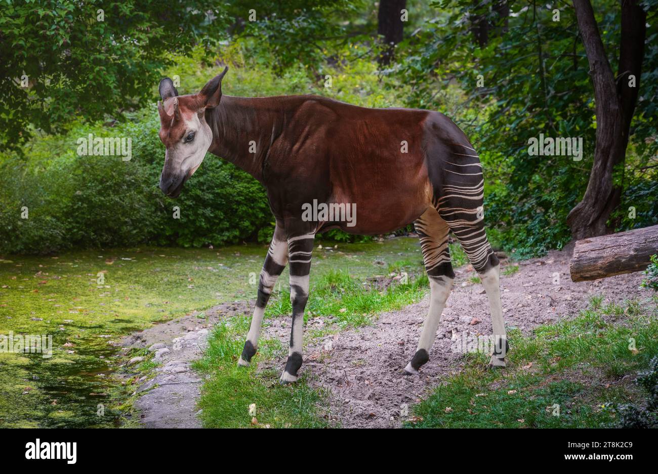 Wunderschönes Okapi stehend (Okapia johnstoni) Stockfoto