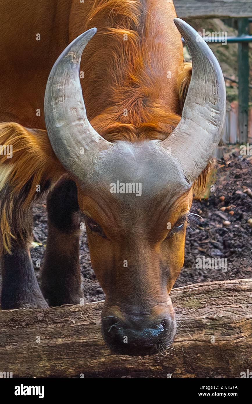 Kopf und Hörner von Waldbüffel (Syncerus Caffer nanus) Stockfoto