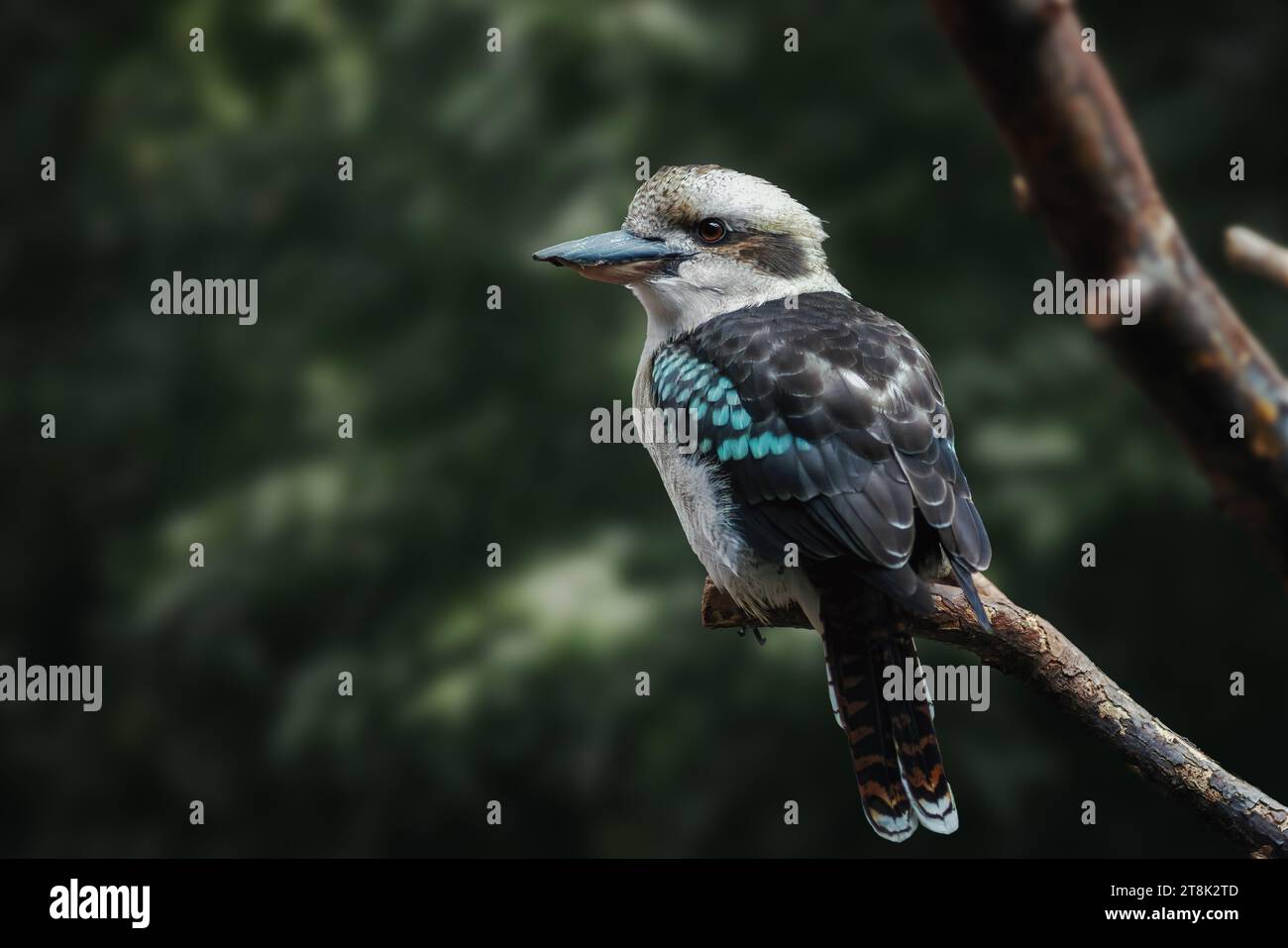 Lachender Kookaburra-Vogel (dacelo novaeguineae) Stockfoto