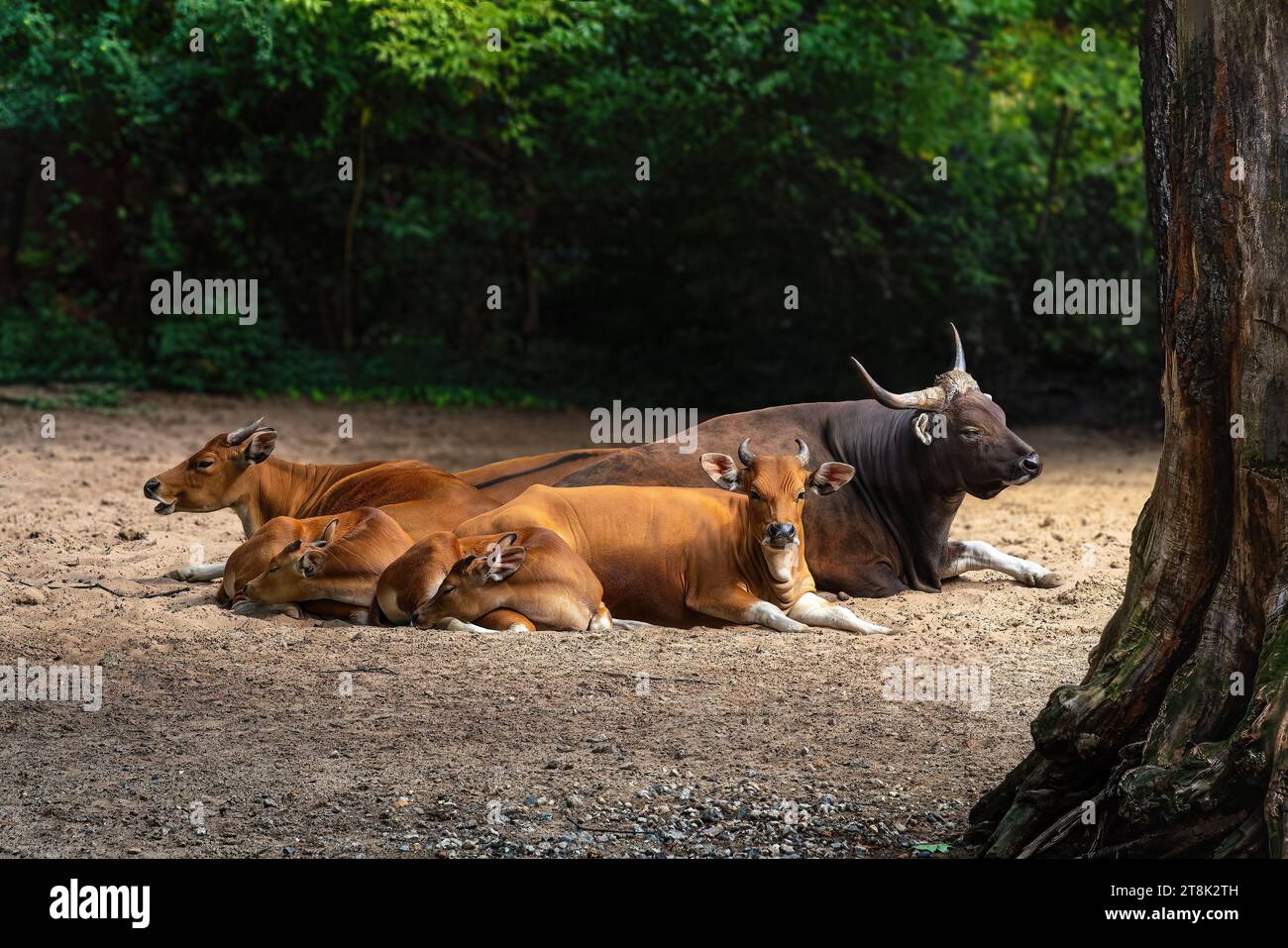 Javanische Banteng-Familie (bos javanicus) Stockfoto