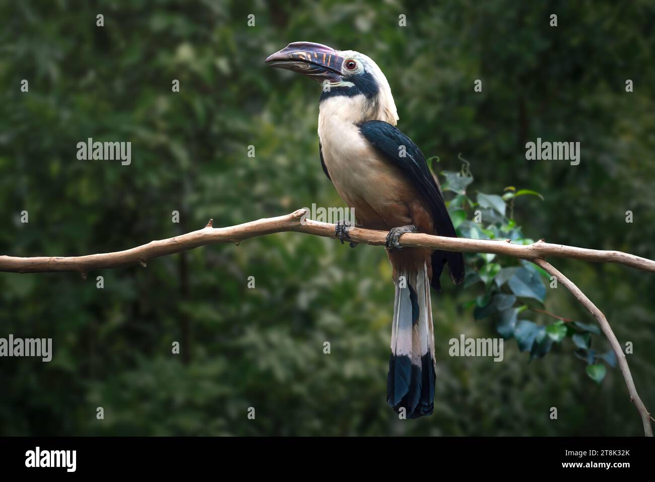 Visayan Hornvogel (penelopides panini) Stockfoto