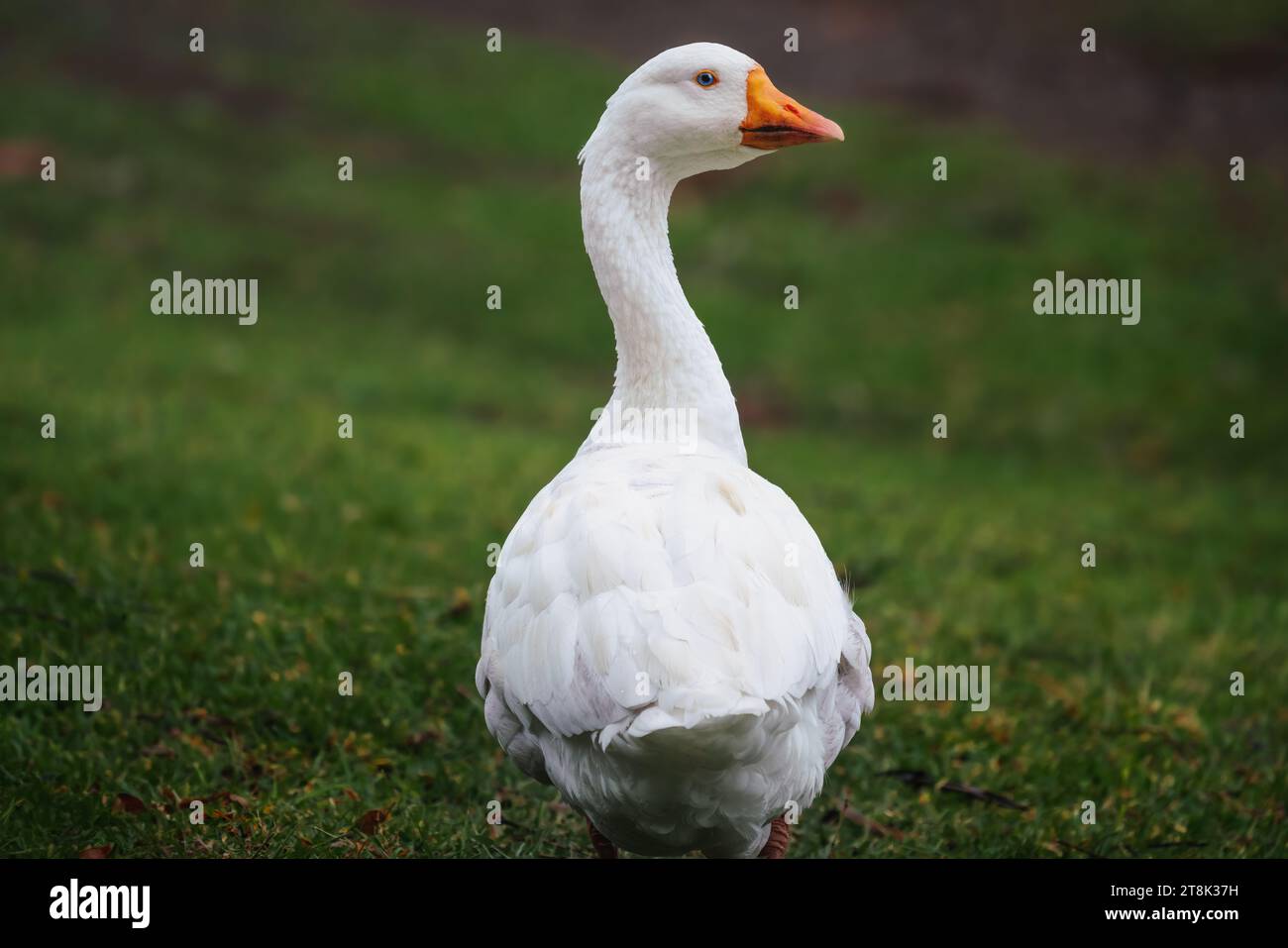 Weiße Emdengans (Anser domesticus) Stockfoto