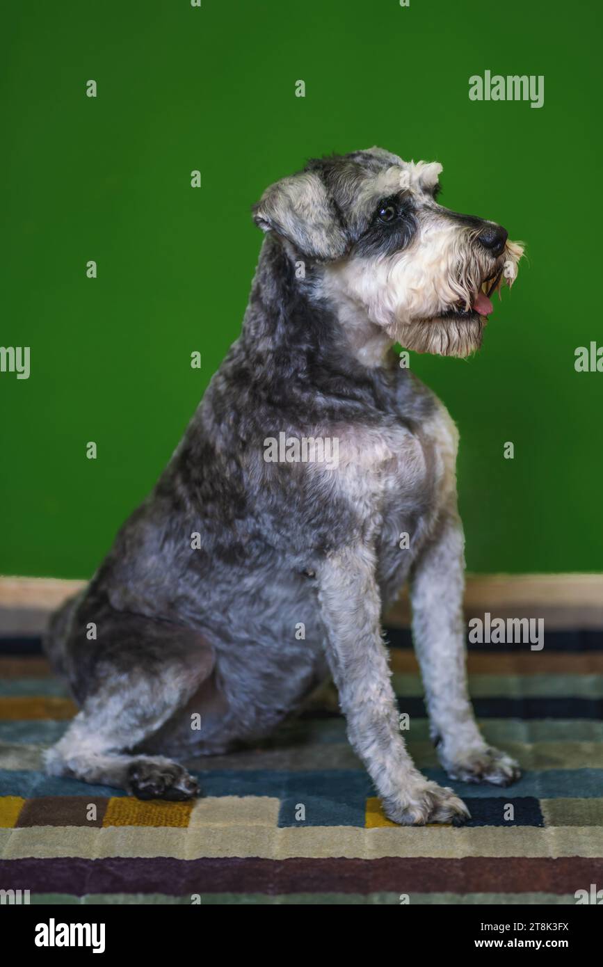 Salz und Pfeffer Miniatur Schnauzer Hund Stockfoto