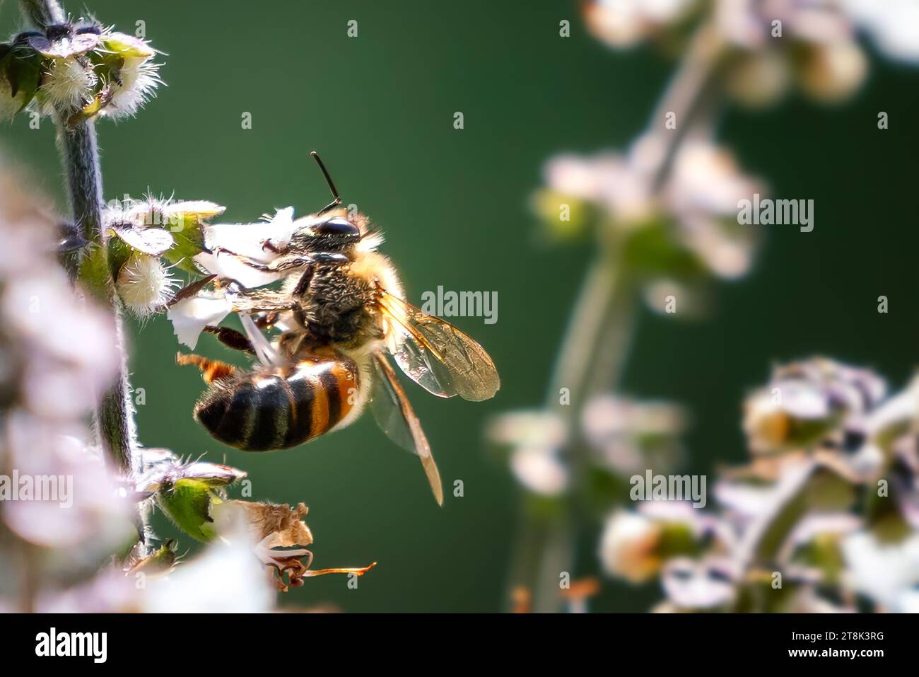 Ostafrikanische Tiefland-Honigbiene (APIs mellifera scutellata) Stockfoto