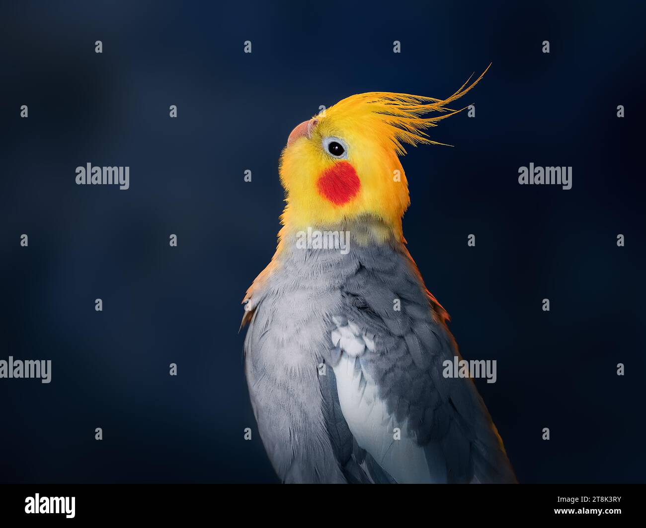 Farbenfroher Cockatiel-Vogel auf blauem Hintergrund (Nymphicus hollandicus) Stockfoto
