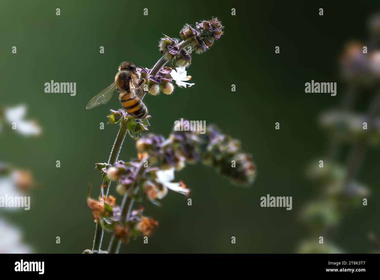 Honigbiene auf einer Blume Stockfoto