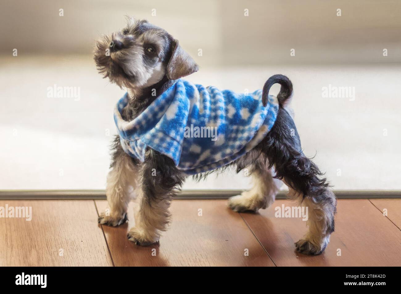 Salz und Pfeffer Miniatur Schnauzer Hündchen Hund Stockfoto