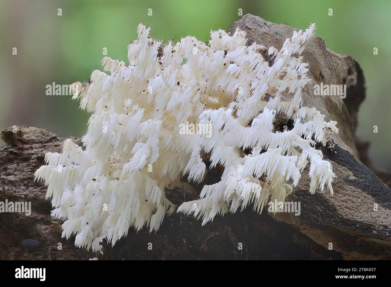 Kammzahnpilz, Korallenzahn (Hericium coralloides, Hericium clathroides), auf totem Holz, Deutschland, Mecklenburg-Vorpommern Stockfoto