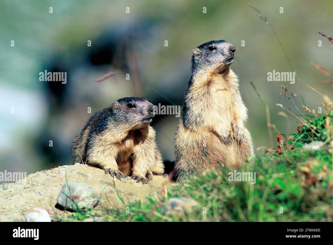 Marmota marmota (Marmota marmota), zwei Almmurmeltiere in ihrer Höhle, Frankreich, Savoie Stockfoto