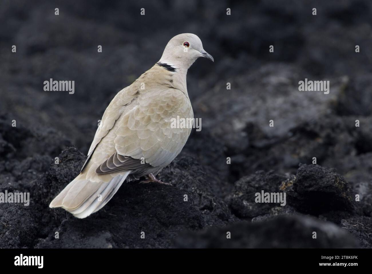 Taube mit Kragen, Eurasische Taube mit Kragen (Streptopelia Decocto), hoch auf einem Hektar, Italien, Toskana Stockfoto