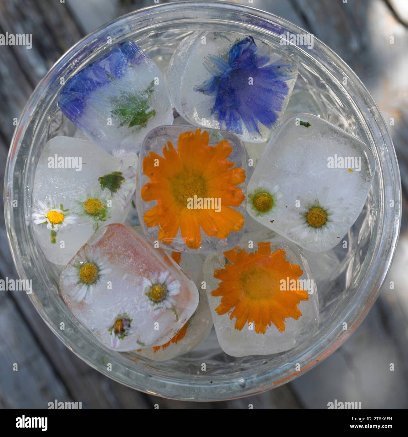 selbstgemachte Eiswürfel aus Frühlingskräutern und Blumen in einem Glas Wasser Stockfoto