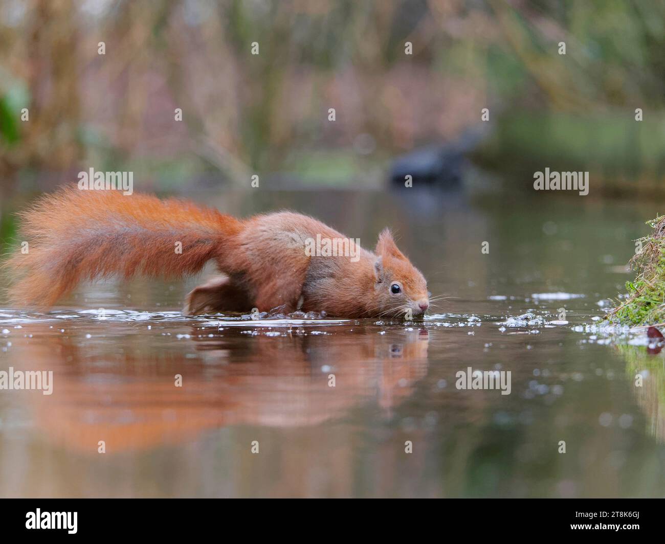 Europäisches Rotes Eichhörnchen, eurasisches Rotes Eichhörnchen (Sciurus vulgaris), Spaziergang im flachen Wasser eines Teichs, Seitenansicht, Niederlande, de Loonse en Stockfoto