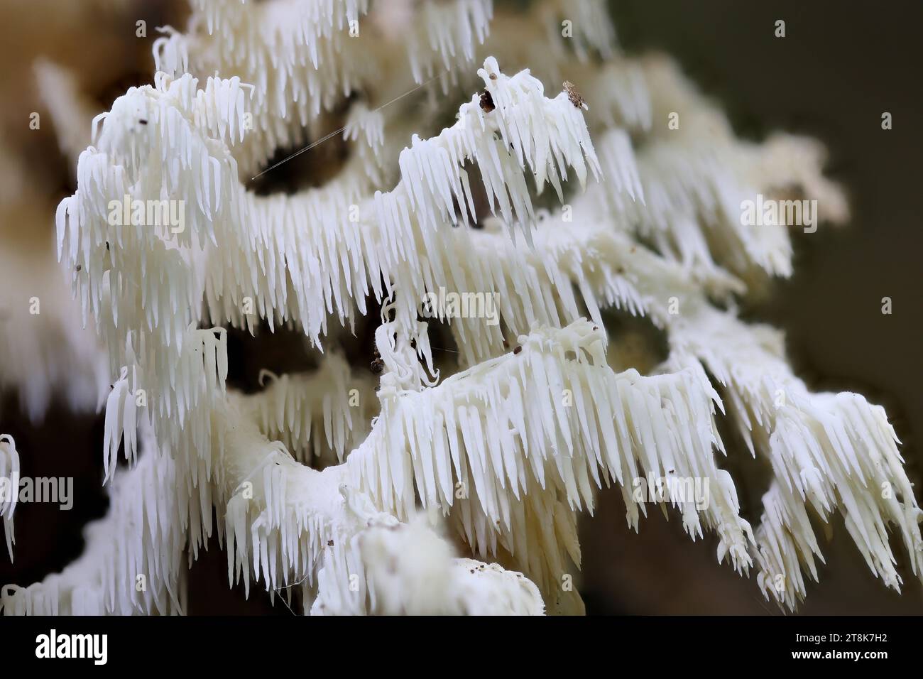 Kammzahnpilz, Korallenzahn (Hericium coralloides, Hericium clathroides), auf totem Holz, Deutschland, Mecklenburg-Vorpommern Stockfoto