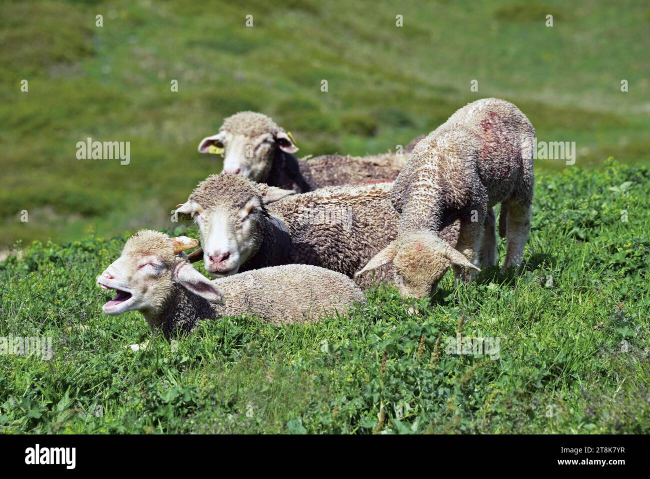 Hausschafe (Ovis ammon f. aries), Schafe mit Lämmern auf einer Wiese, Frankreich, Savoie, Maurienne-Tal, Saint Colomban des Villards Stockfoto