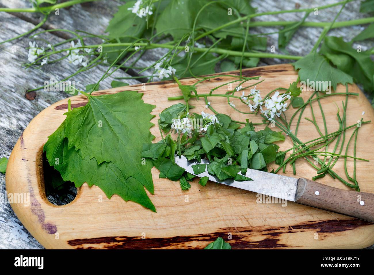 Knoblauchsenf, Hedge Knoblauch, Jack-by-the-Hedge (Alliaria petiolata), gesammelter Knoblauchsenf wird mit einem Messer gehackt Stockfoto