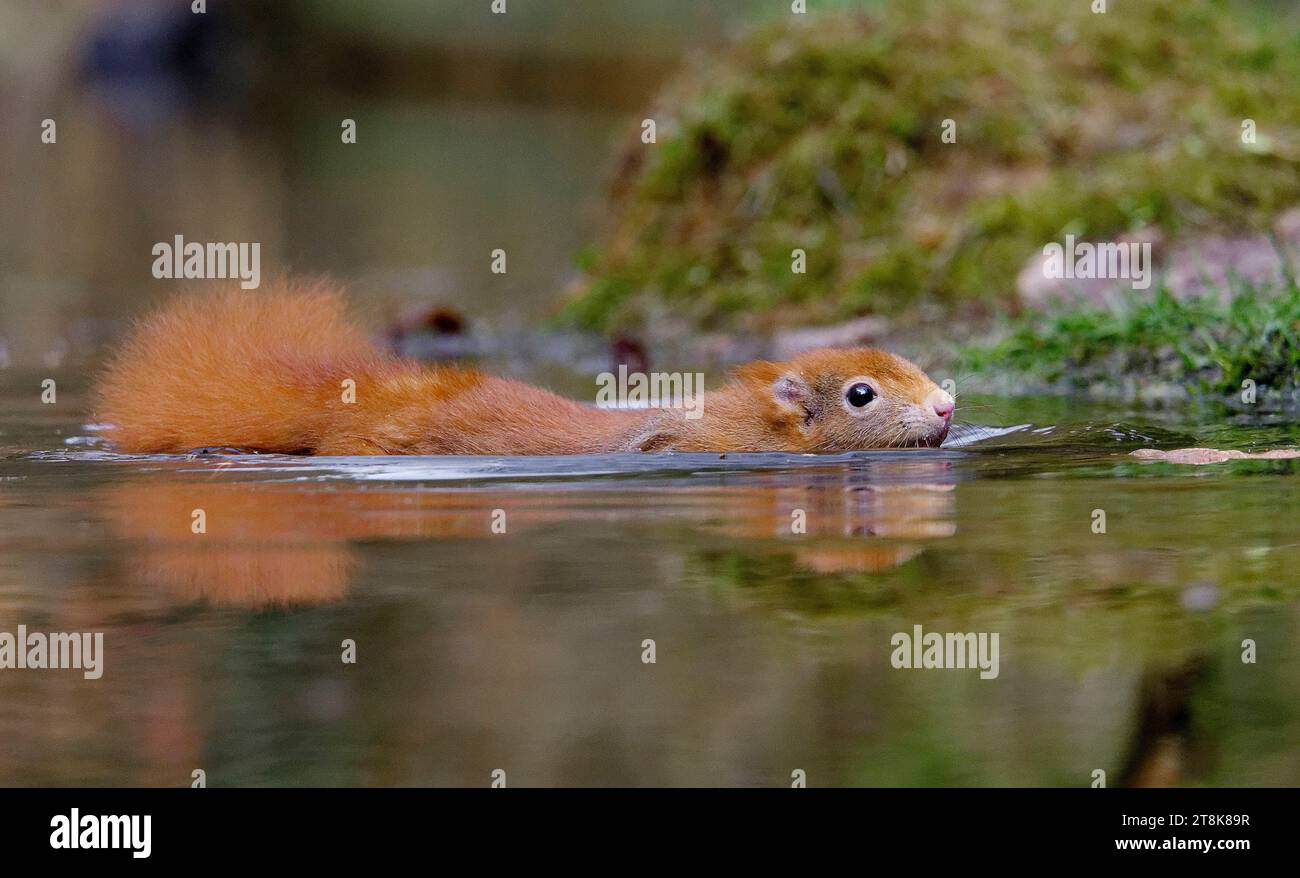 Europäisches Rotes Eichhörnchen, eurasisches Rotes Eichhörnchen (Sciurus vulgaris), Schwimmen im Teich, Seitenansicht, Niederlande, de Loonse en Drunense Duinen National Stockfoto